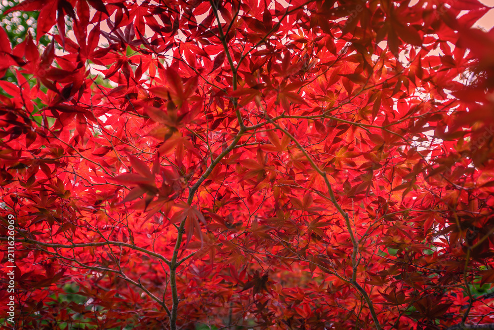 Autumn red Japanese maple leaf in garden with sunlight. Autumn red Japanese maple leaf in garden with sunlight.