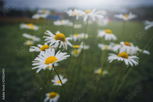Macro of beautiful white Daisy flowers in garden. Selective focus. Vintage tone.