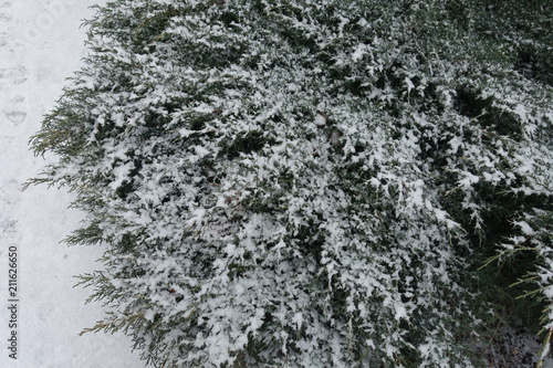 Blue green foliage of Juniperus pfitzeriana covered with snow © Anna