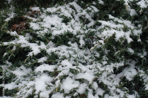 Close view of snow covered foliage of juniper