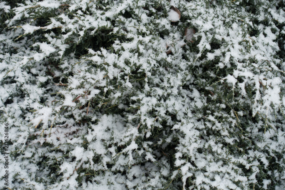 Juniper covered with white snow in winter Juniper covered with white snow in winter