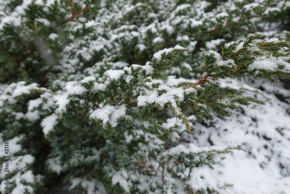 Branches of Juniperus squamata covered with snow in winter Branches of Juniperus squamata covered with snow in winter