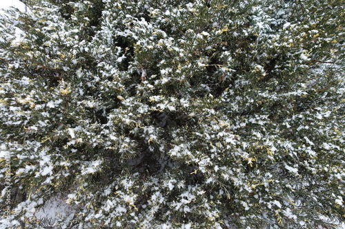 Gold and green foliage of juniper in winter photo