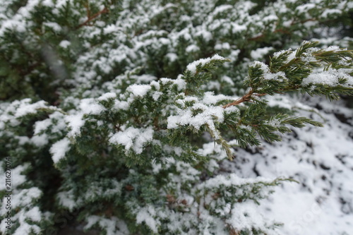 Branches of Juniperus squamata covered with snow in winter