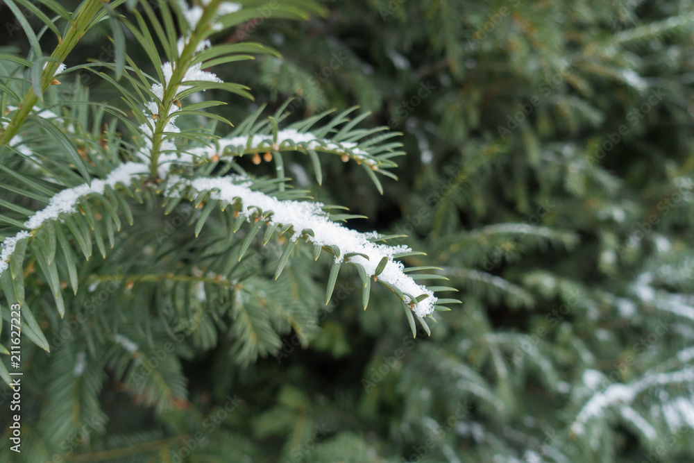 Closeup of snow covered yew branch with immature male cones Closeup of snow covered yew branch with immature male cones
