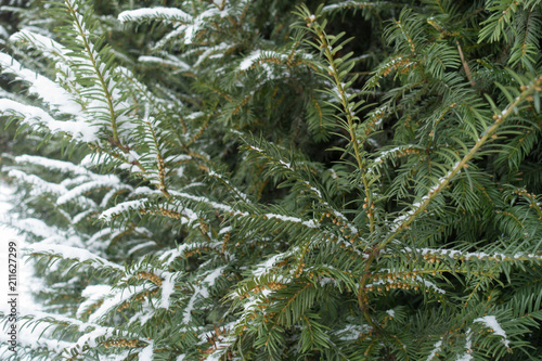 European yew branches with immature male cones covered with snow