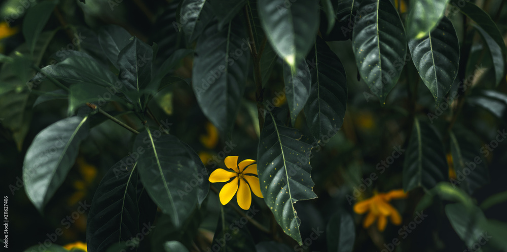 yellow flower in nature dark tone background
