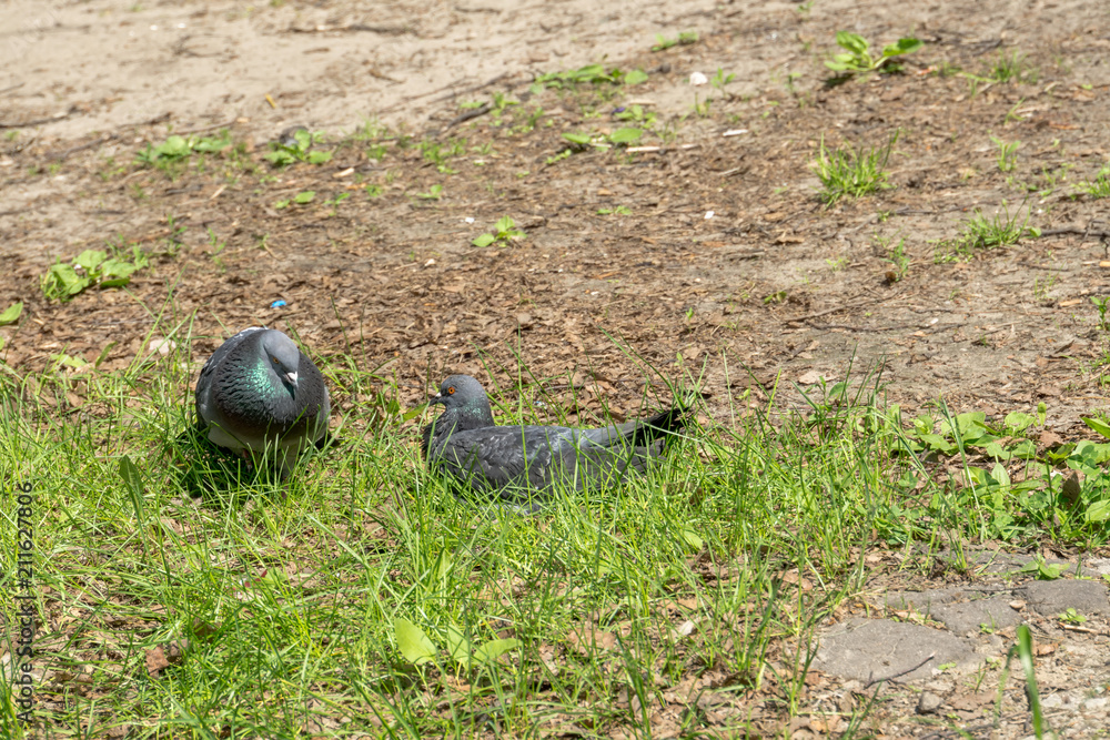 Obraz premium Two pigeons on the ground
