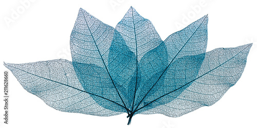 nervures bleues de feuilles sèches texturées, fond blanc  photo