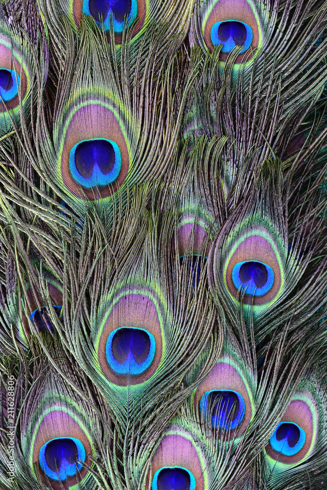 Fototapeta premium texture of peacock feathers
