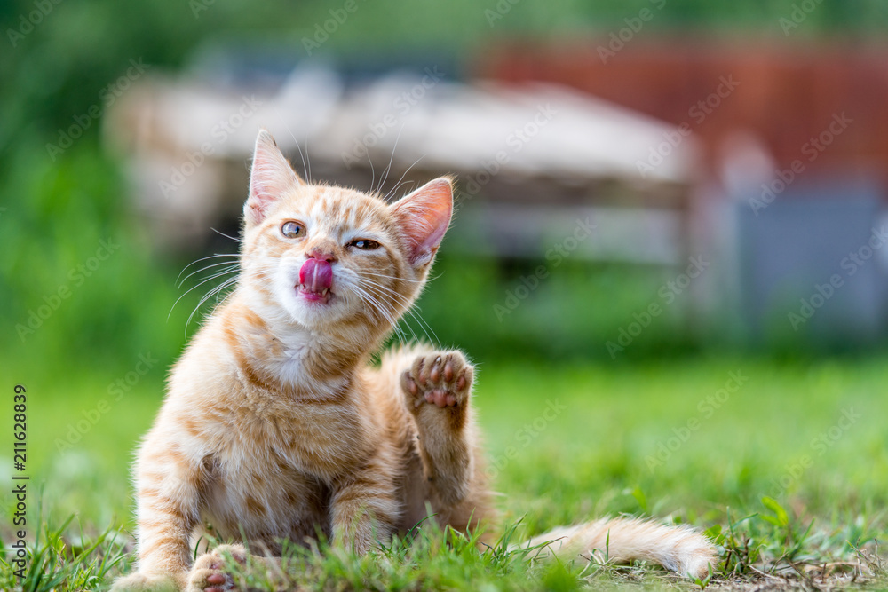 Striped kitten or cat, sitting on the grass and lick nose. Shallow depth of filed.