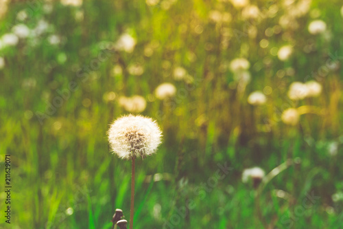 White dandelions in the grass filtered