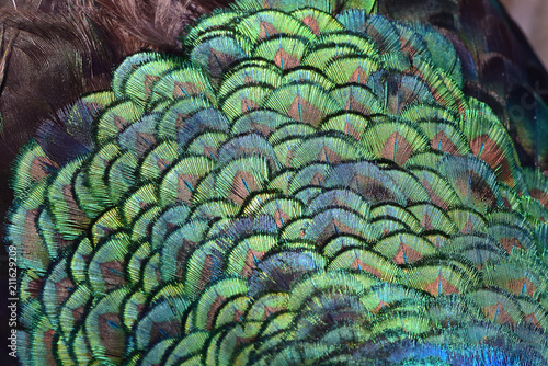 Fototapeta Naklejka Na Ścianę i Meble -  texture of peacock feathers