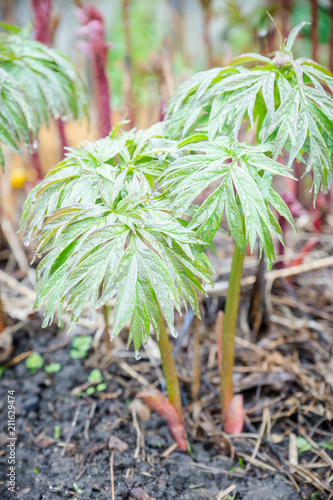 Young peony plant in the garden. Selective focus. 