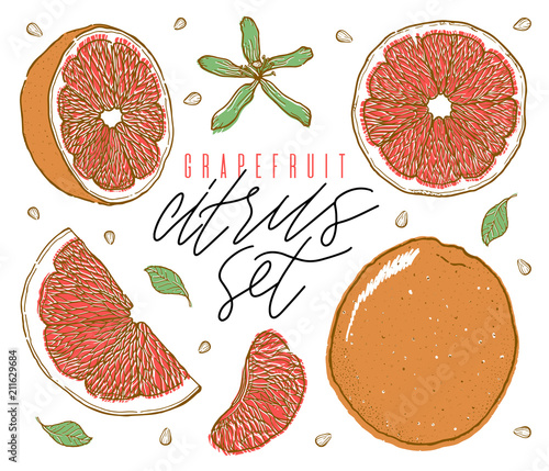 Hand drawn illustrations of beautiful orange fruits. Food element collection. Vintage scetch.