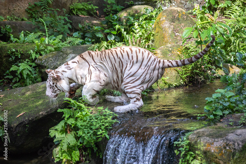 Portrait of a majestic white / bleached tiger in the greenery of a jungle. Singapore. © Kertu