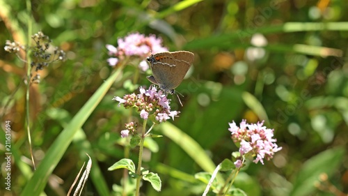 Kreuzdorn-Zipfelfalter (Satyrium spini) auf Blüte des Echten Dost (Origanum vulgare) 
 photo