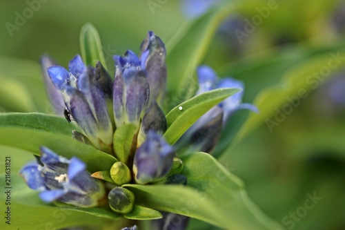 Eier des Kreuzenzian-Ameisenbläulings (Phengaris rebeli) an blühendem Kreuz-Enzian (Gentiana cruciata) 
 photo