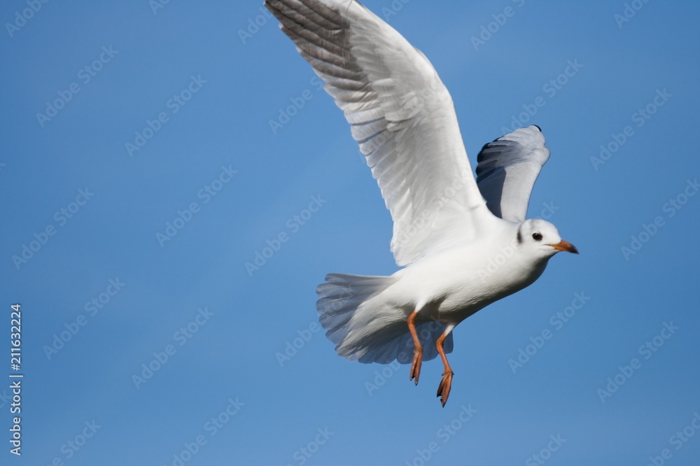 Seagull flying in the blue sky over a lake Seagull flying in the blue sky over a lake