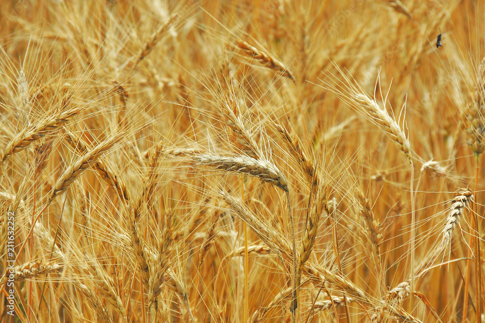 Fototapeta premium spikelets of wheat in the field