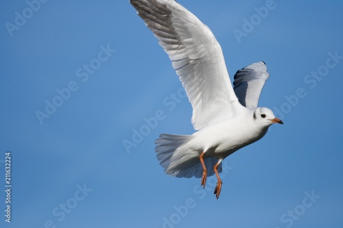 Seagull flying in the blue sky over a lake