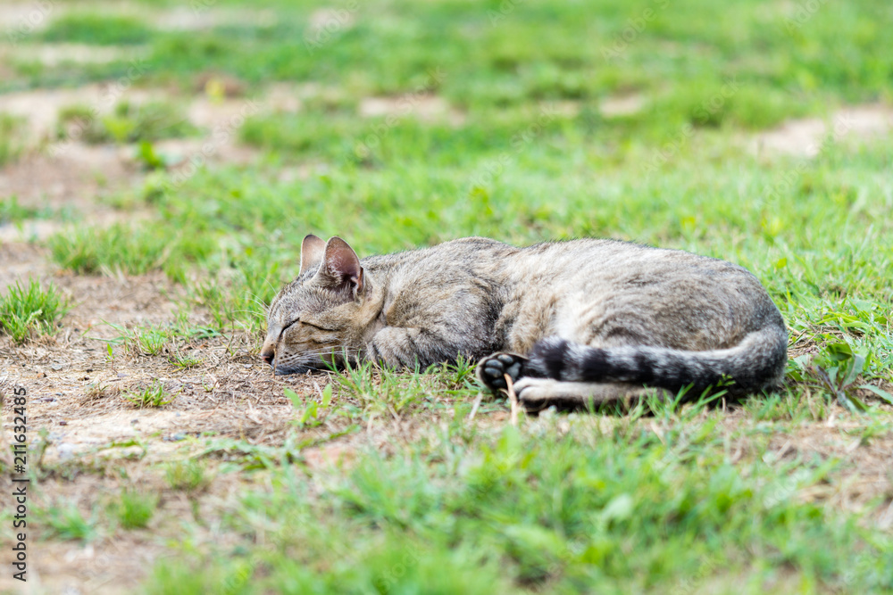 Obraz premium Gray striped domestic male cat lie down, sleeping and relax on the grass in the garden.