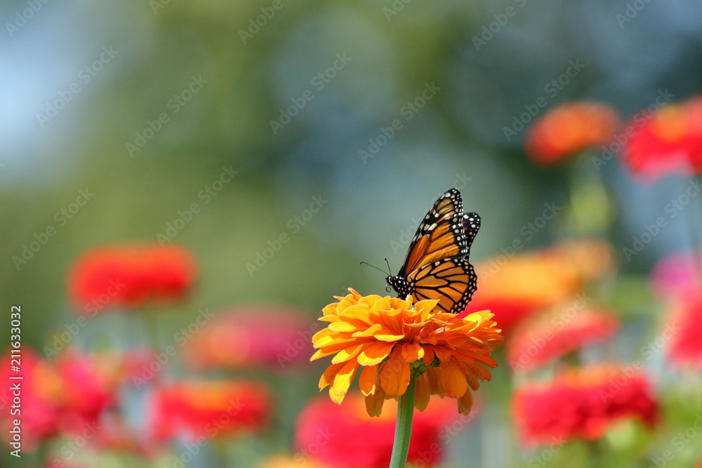 A Monarch Butterfly feeds on the brightly colored heirloom zinnia flowers blooming in my garden on a summer afternoon. A Monarch Butterfly feeds on the brightly colored heirloom zinnia flowers blooming in my garden on a summer afternoon.