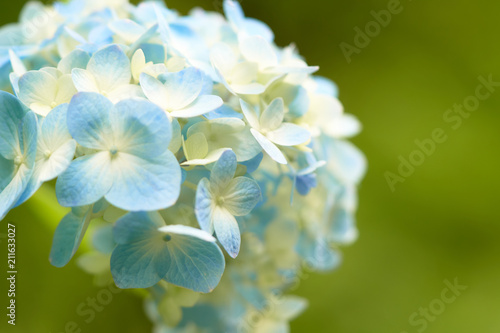 Closeup of green hydrangea  Hydrangea macrophylla  are blooming in spring and summer at a town garden. The Japanese call this  Ajisai flower .