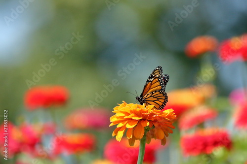 A Monarch Butterfly feeds on the brightly colored heirloom zinnia flowers blooming in my garden on a summer afternoon.