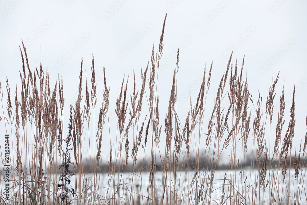 Winter forest. Landscape of winter forest on a sunny day. Snow-c