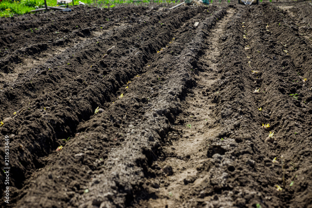 Potatoes planting on the farm field. Selective focus. Potatoes planting on the farm field. Selective focus.