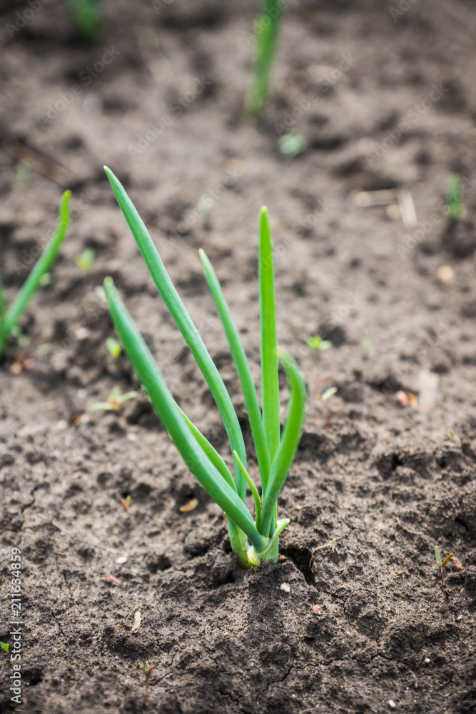 Green onion growing in the garden. Selective focus. Green onion growing in the garden. Selective focus.