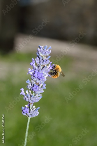 bee and flower