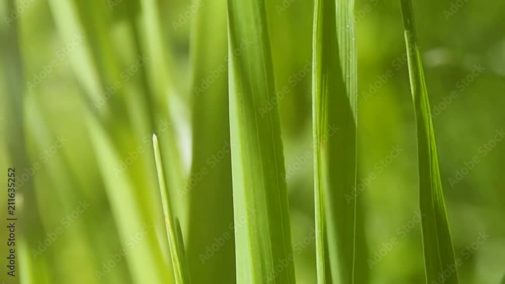 The background of fresh green grass is close. Summer morning freshness meadow. The background of fresh green grass is close. Summer morning freshness meadow.
