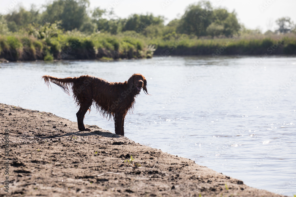 setter dog running in the water
setter dog running in the water