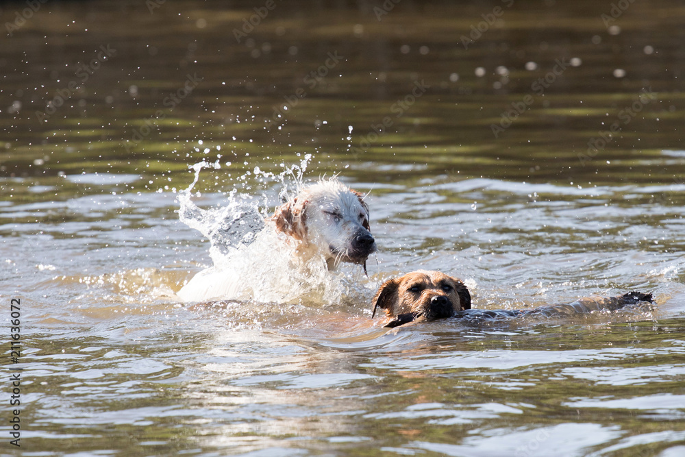Two swimming dogs.
Two swimming dogs.