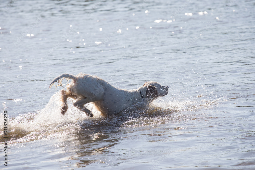 Fototapeta premium setter dog running in the water