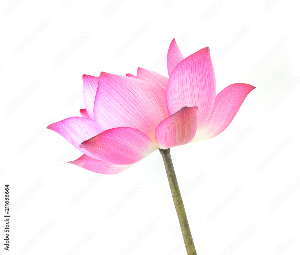 Fototapeta premium lotus isolated on white background.