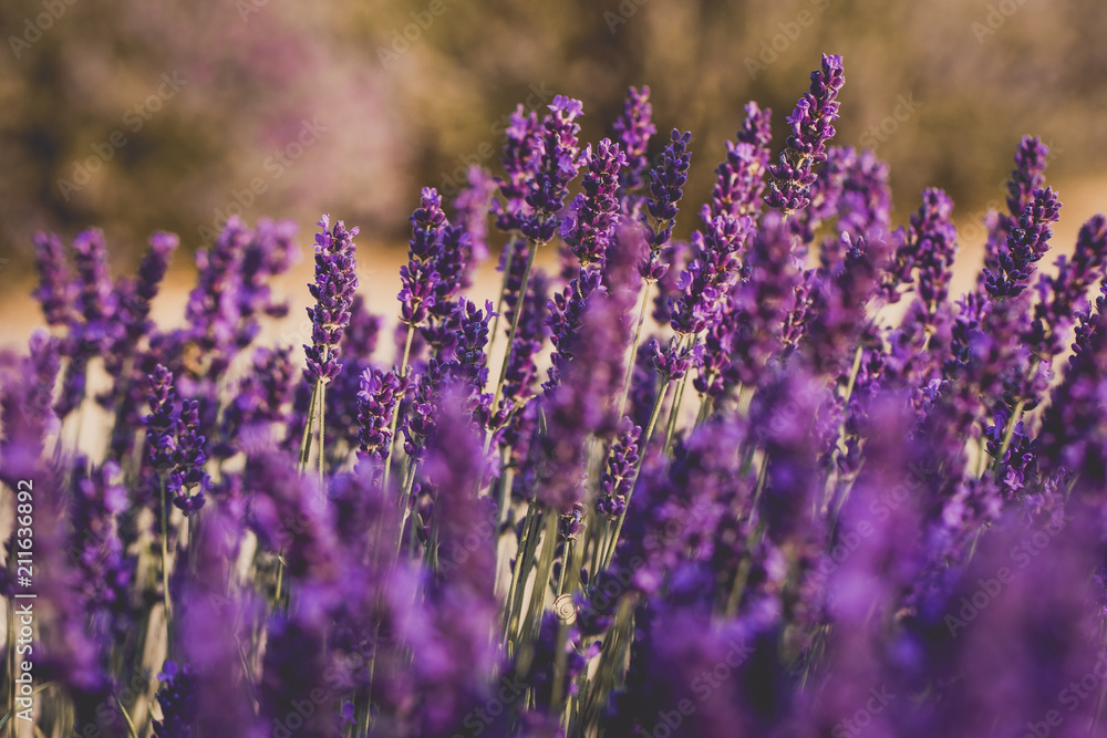 Obraz premium Beautiful lavender field with golden hour light