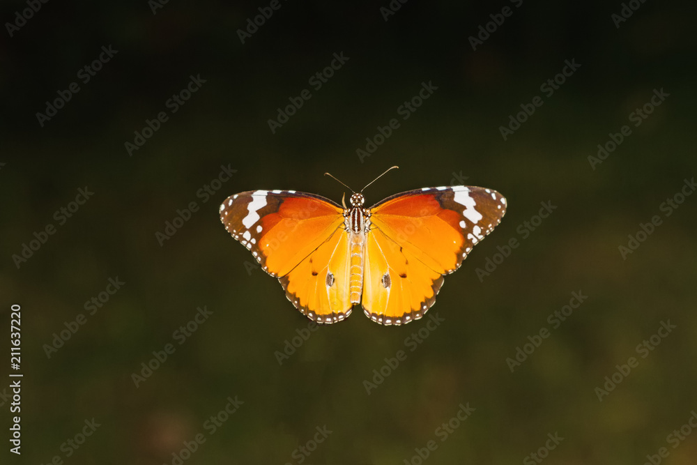 Close up Common Tiger butterfly (Danaus genutia) on branch Close up Common Tiger butterfly (Danaus genutia) on branch