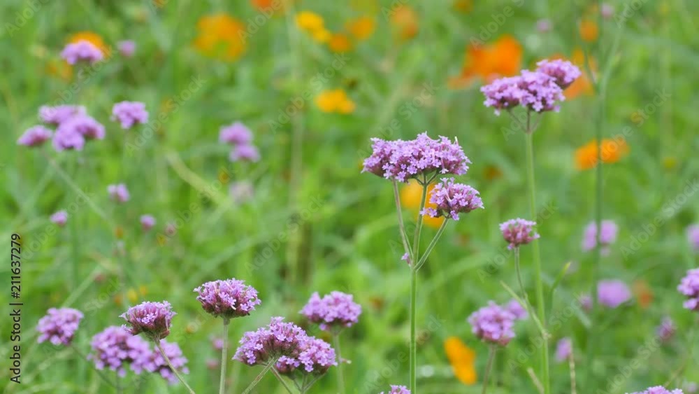 argentinian vervain flower shoots are shaking with wind in the flower field argentinian vervain flower shoots are shaking with wind in the flower field