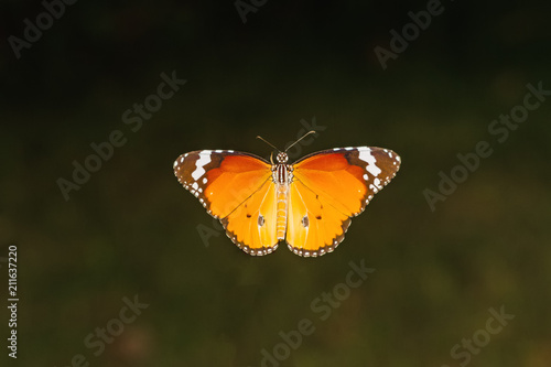 Close up Common Tiger butterfly (Danaus genutia) on branch © pittawut