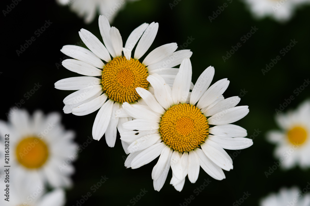 Fototapeta premium Daisy