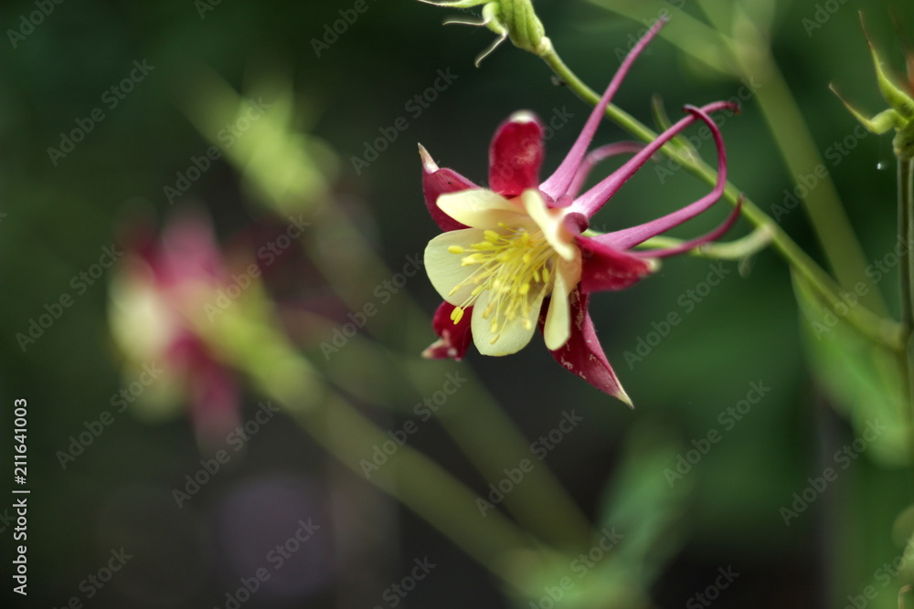 Fototapeta premium small yellow claret flower in close-up macro