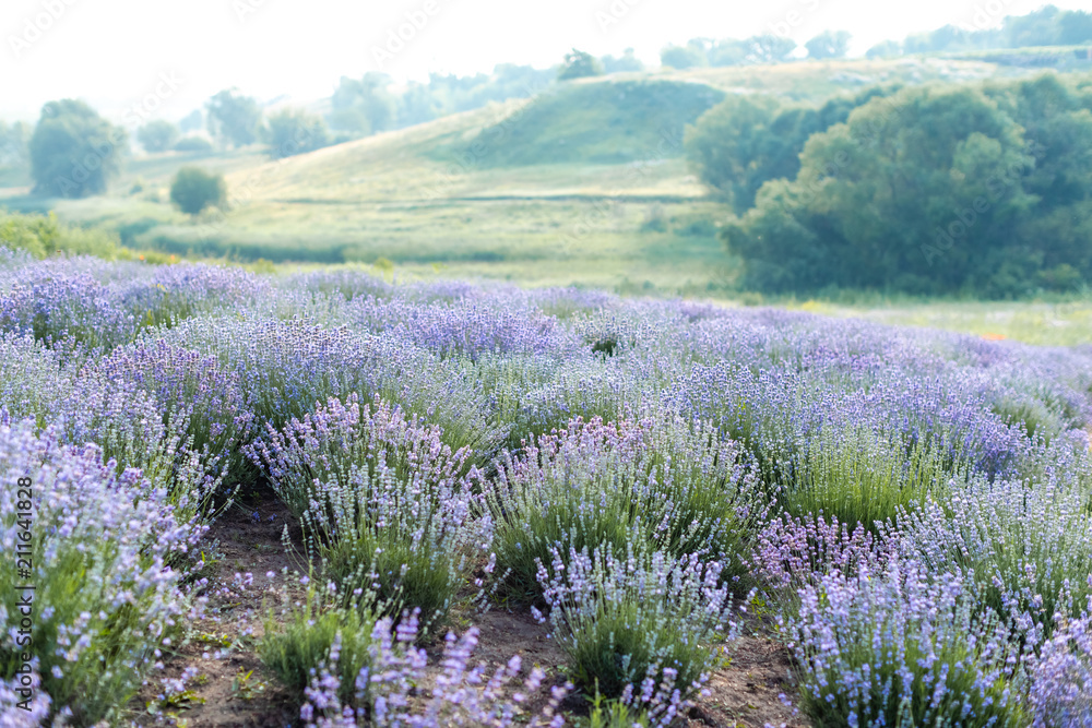 Obraz premium beautiful purple lavender field with hills on background