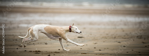 Slika na platnu Whippet at the Beach