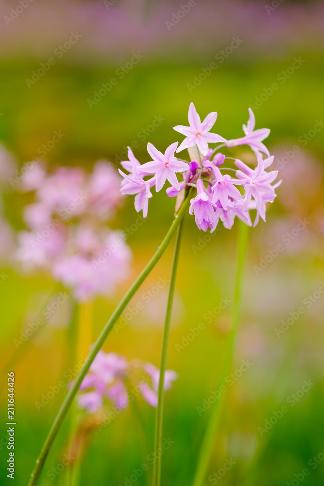 Purple flower growing in garden and blur background Purple flower growing in garden and blur background