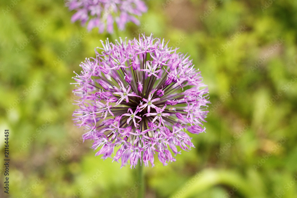 Round purple flower close-up in focus macro Round purple flower close-up in focus macro