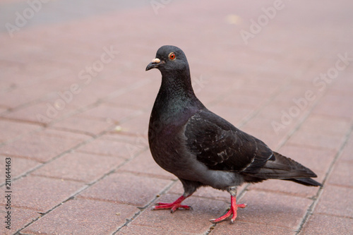 A noble dark dove posing in front of the camera.