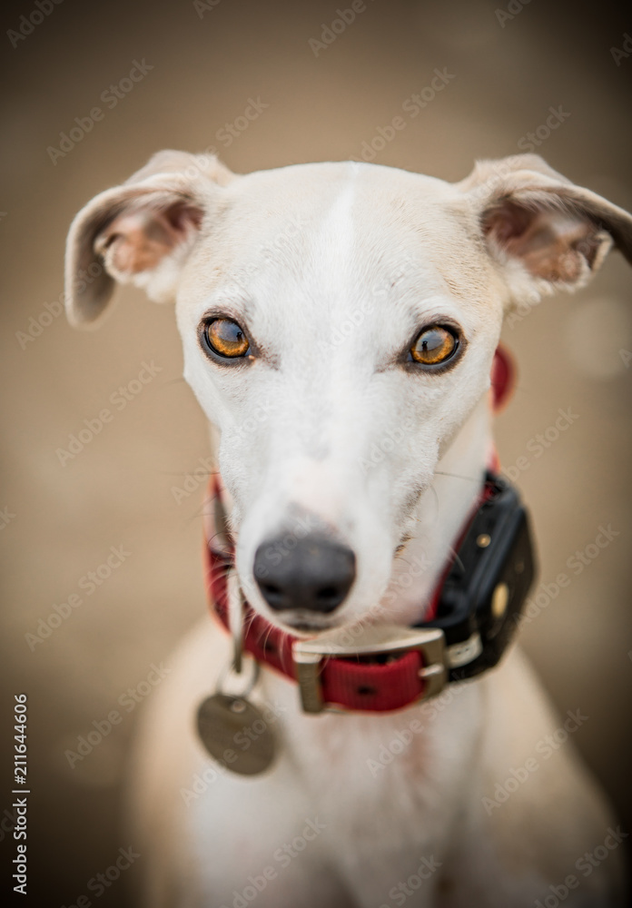 Whippet at the Beach